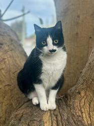Lost Female Cat last seen Leucadia Seabluffe Village, Encinitas, CA 92024
