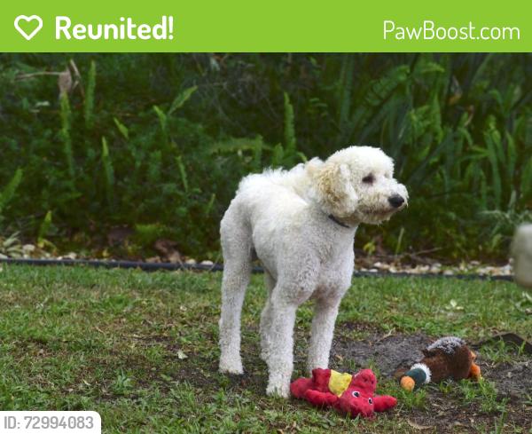 Reunited Male Dog last seen Howland & Elkcam @ Publix , Deltona, FL 32738