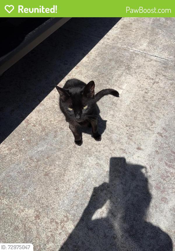 Reunited Male Cat last seen Lakehurst, Port St. Lucie, FL 34983
