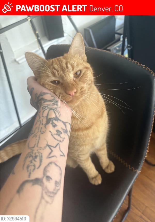 Lost Male Cat last seen 11th and Clarkson , Denver, CO 80203