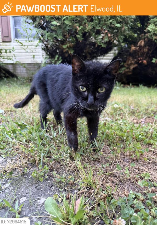 Found/Stray Unknown Cat last seen Elwood police station, Elwood, IL 60421