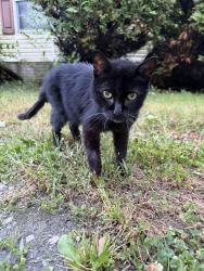 Found/Stray Unknown Cat last seen Elwood police station, Elwood, IL 60421