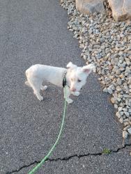 Lost Male Dog last seen Near N, North Ogden, UT 84414