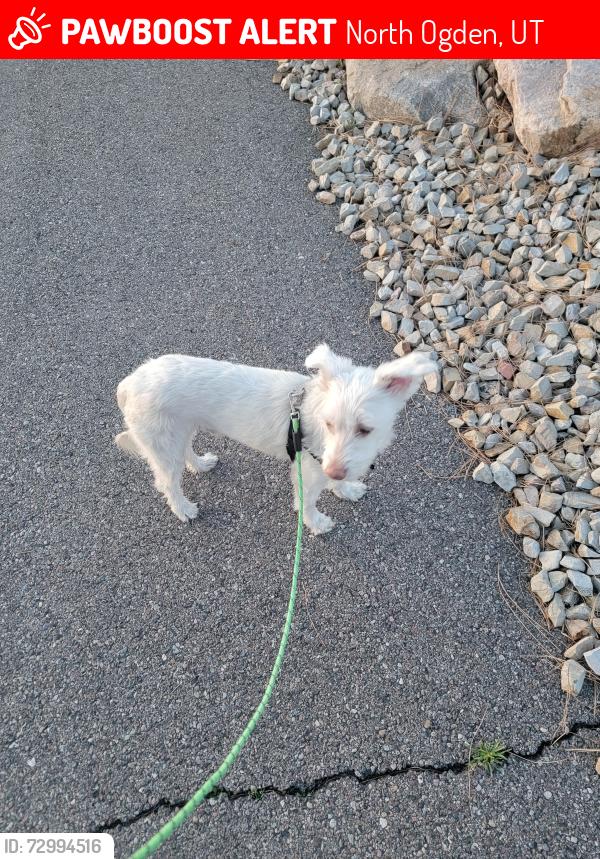 Lost Male Dog last seen Near N, North Ogden, UT 84414