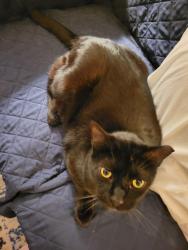 Lost Male Cat last seen Ten mile and durney drive , Gonzalez, FL 32533