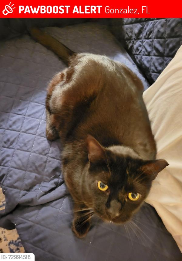 Lost Male Cat last seen Ten mile and durney drive , Gonzalez, FL 32533