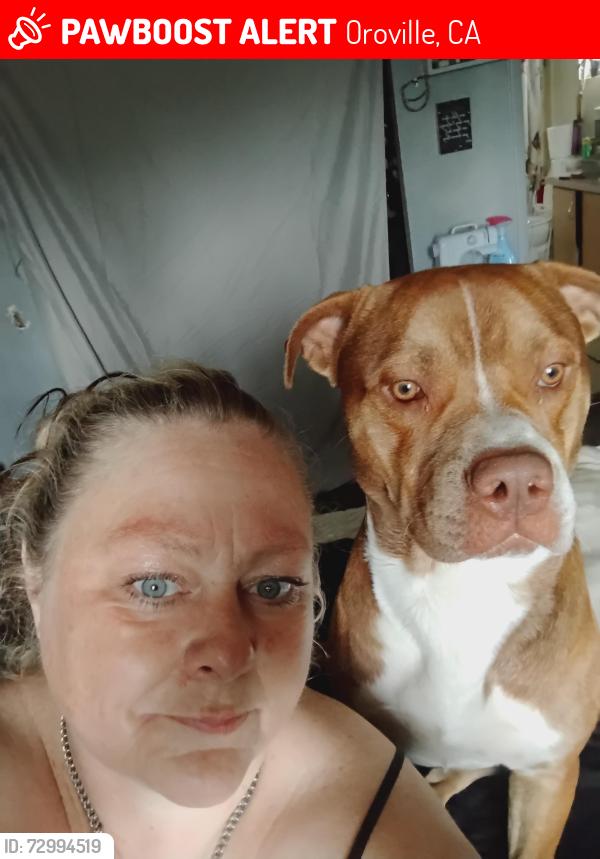 Lost Male Dog last seen Rex rd, Oroville, CA 95966