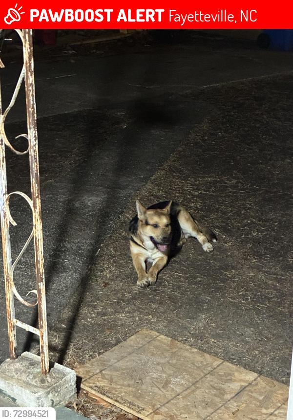 Lost Male Dog last seen Near buddy circle, Fayetteville, NC 28314