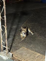 Lost Male Dog last seen Near buddy circle, Fayetteville, NC 28314