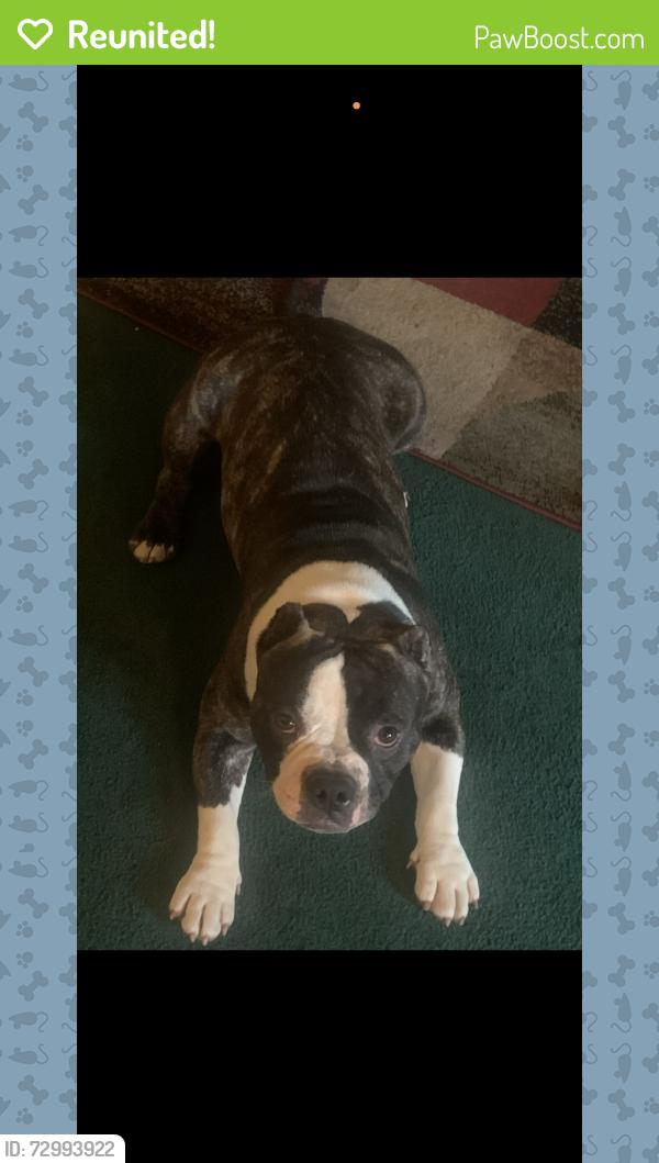 Reunited Male Dog last seen Sycamore school rd and Natalie dr, Fort Worth, TX 76133