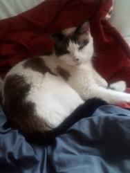 Lost Female Cat last seen Kilmer pond, Minneapolis, MN 55426