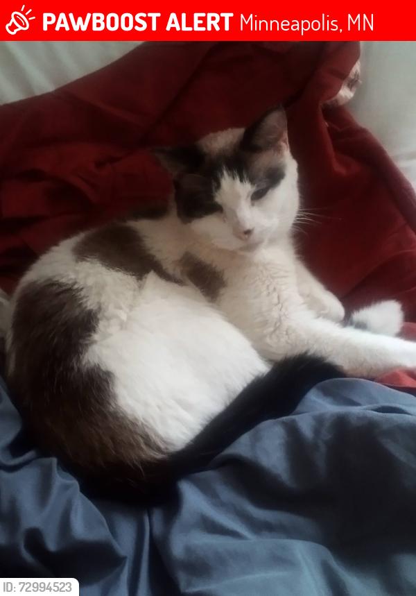 Lost Female Cat last seen Kilmer pond, Minneapolis, MN 55426