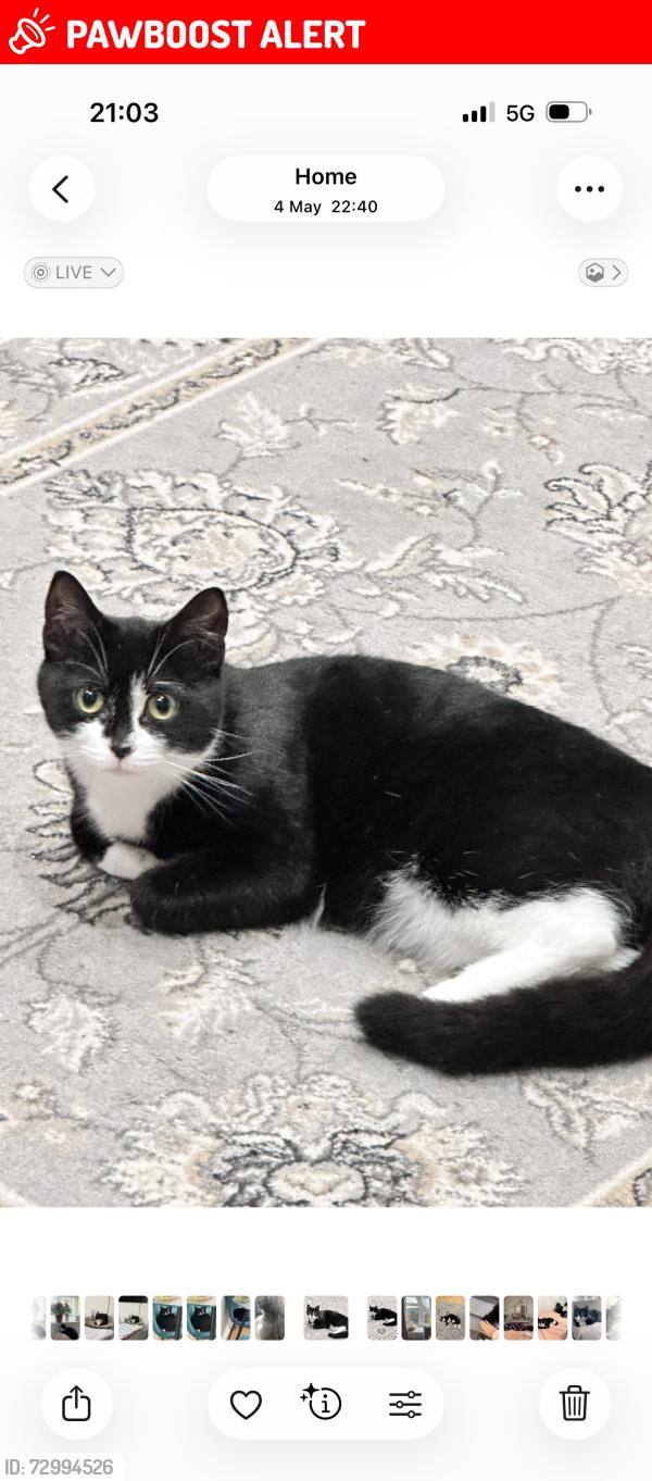 Lost Female Cat last seen Barking , Greater London, England IG11 9AP