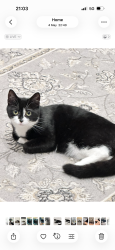 Lost Female Cat last seen Barking , Greater London, England IG11 9AP
