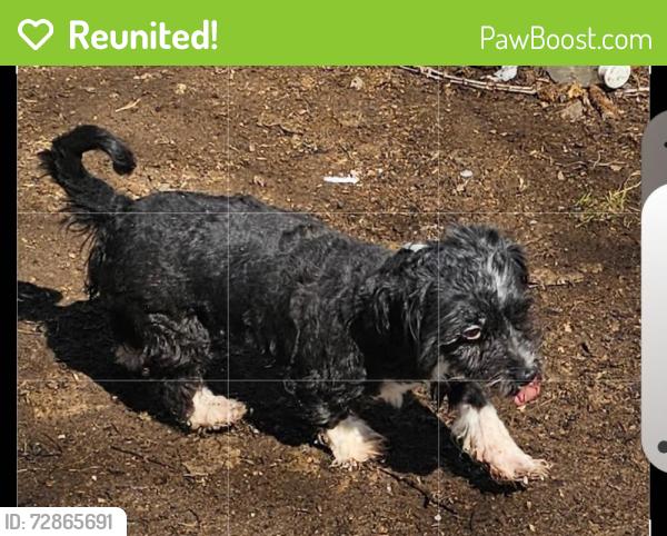 Reunited Female Dog last seen Harris rd, Troy, NY 12182