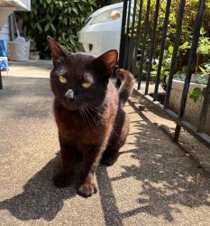 Found/Stray Male Cat last seen Fleet St and Brewer Road. , Winston-Salem, NC 27127
