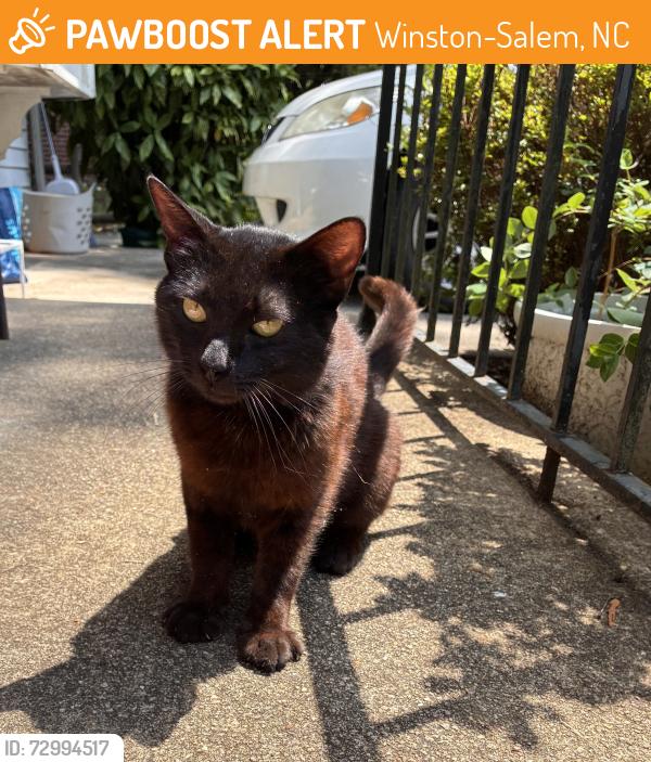 Found/Stray Male Cat last seen Fleet St and Brewer Road. , Winston-Salem, NC 27127