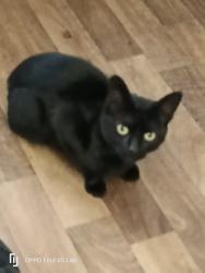 Lost Male Cat last seen Horden road , West Midlands, England WV6 0UD