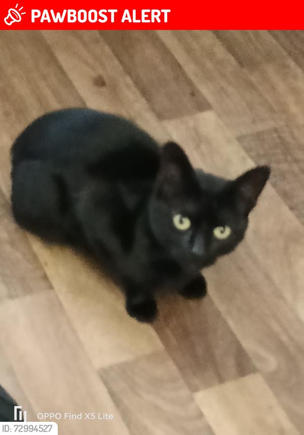 Lost Male Cat last seen Horden road , West Midlands, England WV6 0UD