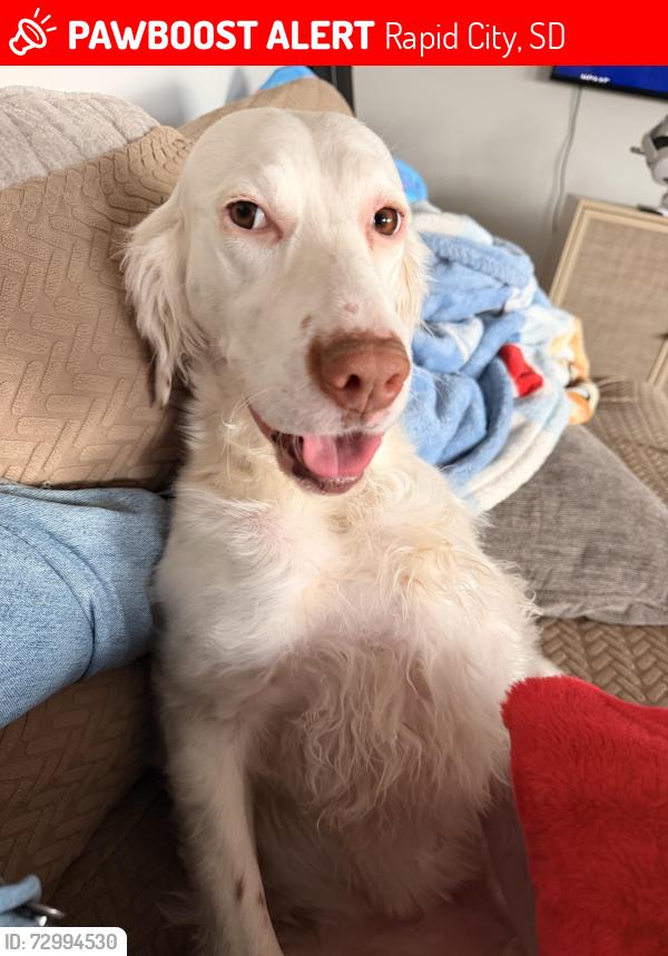 Lost Female Dog last seen 44th street, Rapid City, SD 57702