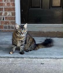 Lost Female Cat last seen Timber heights, Austin, TX 78754