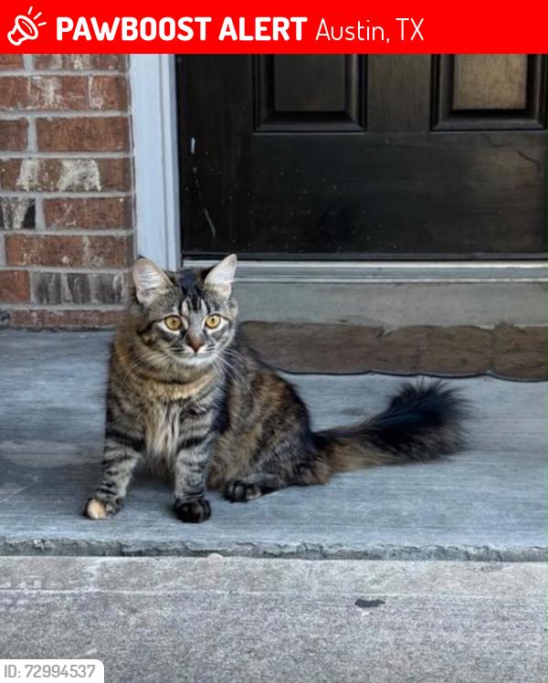 Lost Female Cat last seen Timber heights, Austin, TX 78754