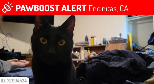 Lost Female Cat last seen Willowsprings , Encinitas, CA 92024