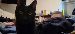 Lost Female Cat last seen Willowsprings , Encinitas, CA 92024