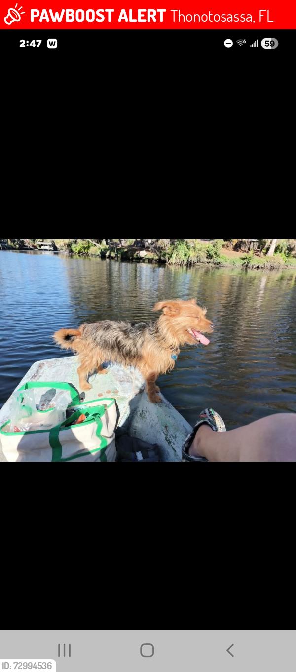 Lost Male Dog last seen Near bar and Grill , Thonotosassa, FL 33592