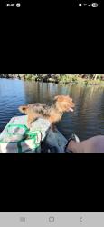 Lost Male Dog last seen Near bar and Grill , Thonotosassa, FL 33592