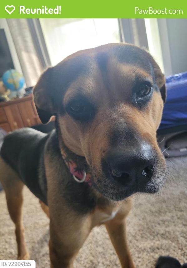 Reunited Male Dog last seen East and Broad st, Linden, MI 48451