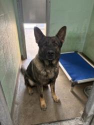 Shelter Stray Male Dog last seen , West Valley Animal Shelter, 20655 Plummer St, Chatsworth, CA 91311, USA