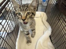 Shelter Stray Male Cat last seen BASELINE AND WILLOW, 333 Chandler Pl, San Bernardino, CA 92408, USA