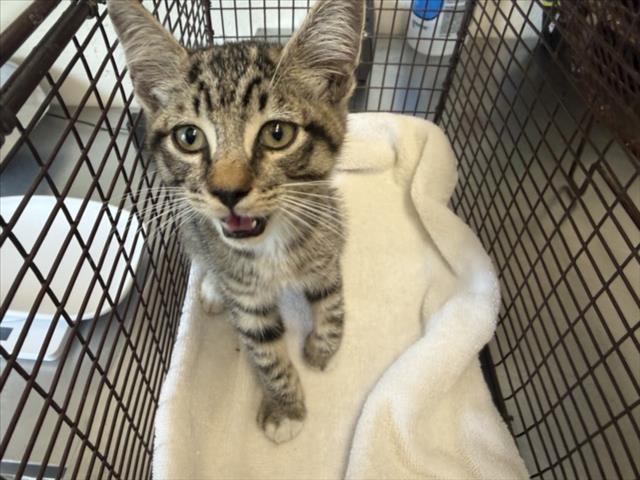 Shelter Stray Male Cat last seen BASELINE AND WILLOW, 333 Chandler Pl, San Bernardino, CA 92408, USA