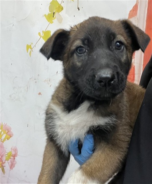 Shelter Stray Female Dog last seen WALL AND 13TH, 333 Chandler Pl, San Bernardino, CA 92408, USA
