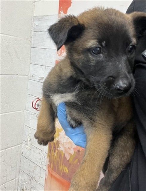 Shelter Stray Female Dog last seen WALL AND 13TH, 333 Chandler Pl, San Bernardino, CA 92408, USA