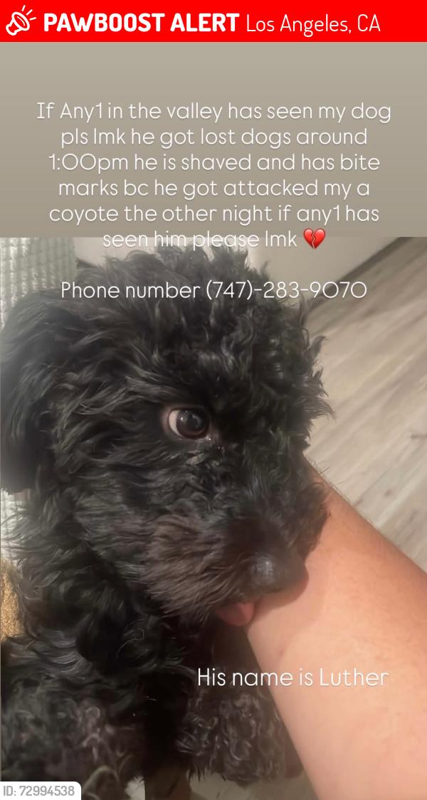 Lost Male Dog last seen Van Nuys and Gladstone Ave , Los Angeles, CA 91342
