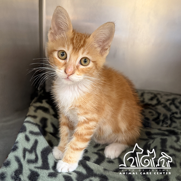 Shelter Stray Male Cat last seen CONSTRUCTION CIR W/CONSTRUCTION CIR S, 6443 Oak Canyon, Irvine, CA 92618, USA