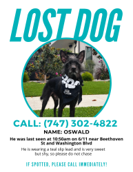 Reunited Male Dog last seen Beethoved St & Washington Blvd, Culver City, CA 90066