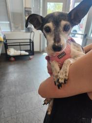 Shelter Stray Male Dog last seen , 11361 W Pico Blvd, Los Angeles, CA 90064, USA