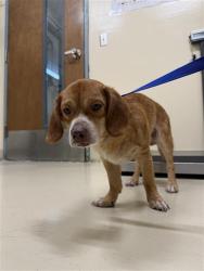 Shelter Stray Male Dog last seen CENTRAL AVE, 1950 Stevenson Blvd, Fremont, CA 94538, USA