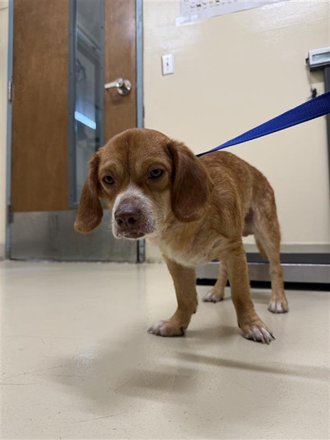 Shelter Stray Male Dog last seen CENTRAL AVE, 1950 Stevenson Blvd, Fremont, CA 94538, USA