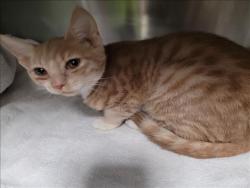 Shelter Stray Male Cat last seen , 11361 W Pico Blvd, Los Angeles, CA 90064, USA