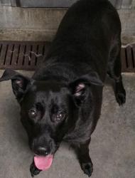 Shelter Stray Female Dog last seen , 11361 W Pico Blvd, Los Angeles, CA 90064, USA