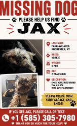 Lost Male Dog last seen thayer & wesminster, Rochester, NY 14607