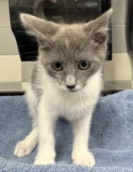 Shelter Stray Male Cat last seen , 957 N Gaffey St, San Pedro, CA 90731, USA
