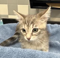 Shelter Stray Female Cat last seen , 957 N Gaffey St, San Pedro, CA 90731, USA