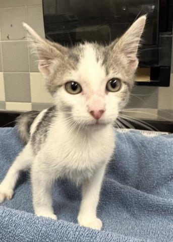 Shelter Stray Male Cat last seen , 957 N Gaffey St, San Pedro, CA 90731, USA