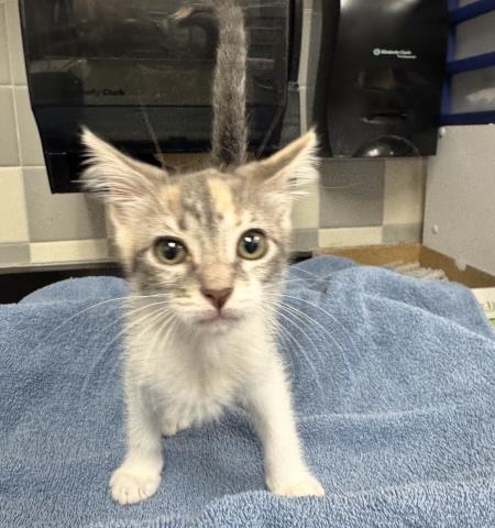 Shelter Stray Female Cat last seen , 957 N Gaffey St, San Pedro, CA 90731, USA