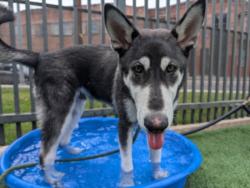 Shelter Stray Male Dog last seen , 3201 Lacy St, Los Angeles, CA 90031, USA